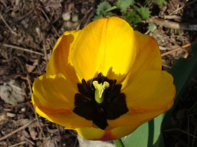 Tulpe gelb schwarz