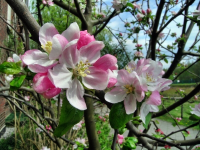 Apfelbaumblüte . . .