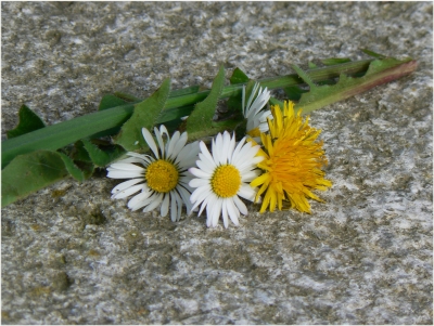 Gänseblümchen mit Löwenzahn