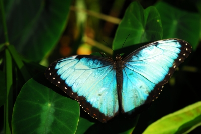 Schmetterling