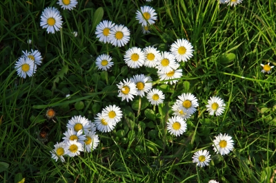 Gänseblümchen von oben