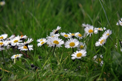 Gänseblümchen