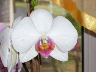 weiße Orchidee´