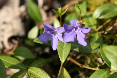 Two Flowers