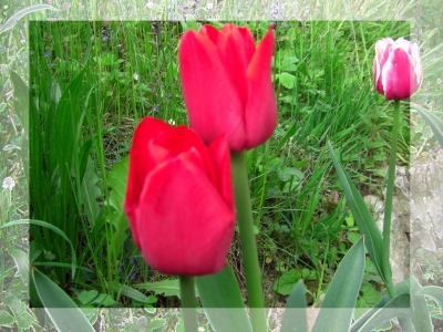 Tulpen - eingerahmt