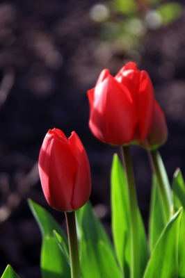 Rote Tulpen.