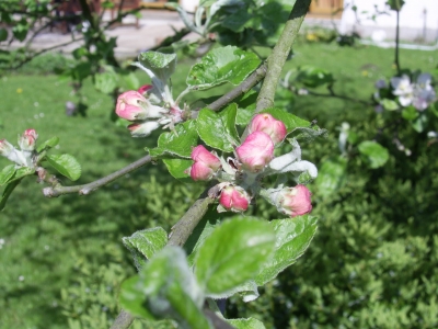 Knospen am Apfelbaum