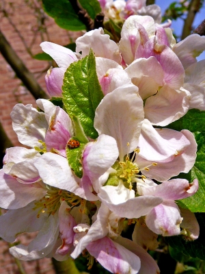 Apfelblüte mit Marienkäfer