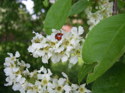 Marienkäfer und Mücke - gemeinsam auf den Blüten