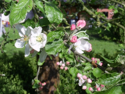Ein blühender Apfelbaum im Frühling