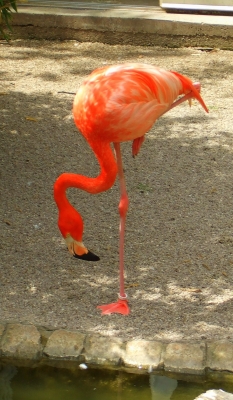flamingo in mannheim
