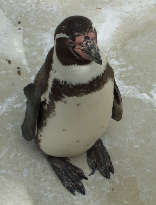 pinguin in mannheim