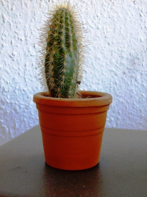 mein kleiner grüner kaktus