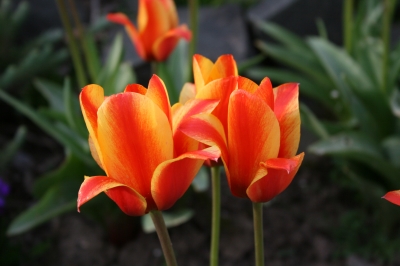 schönes Tulpenmädchen