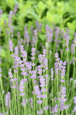 Lavendel