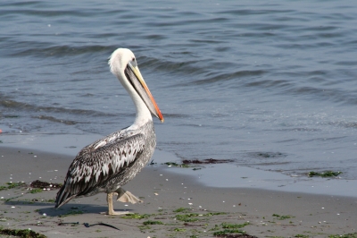 Strandläufer