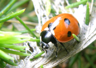 Marienkäfer auf Blatt