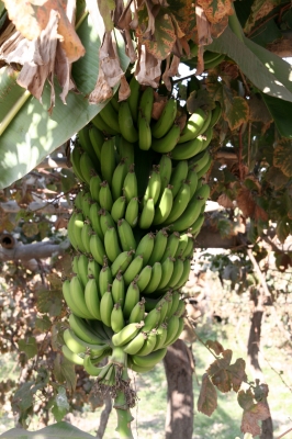 Bananen in freier Wildbahn