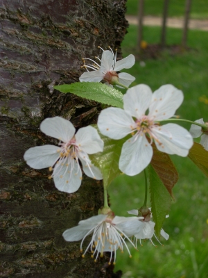 Kirschblüte