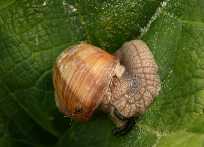 Weinbergschnecke