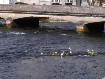 Hafen und Brücke in Galway, Irland