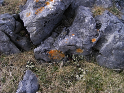 Detailaufnahme Natur in der Burren Gegend, Irland