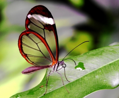 transparenter Leichtbau