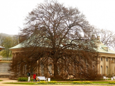 Dresden - Schlosspark Pillnitz 03