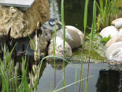 Bioteich