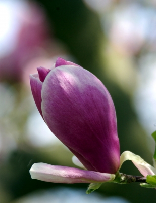 Magnolien 2