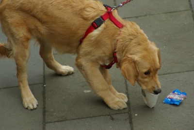 Kaffeehund