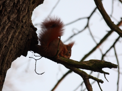 Eichhörnchen #003