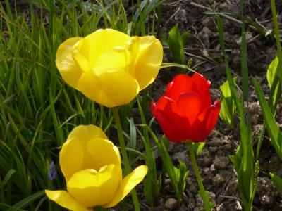 Tulpen