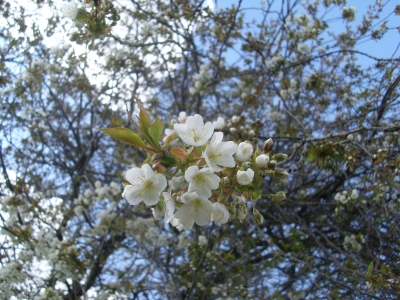 Kirschblüte