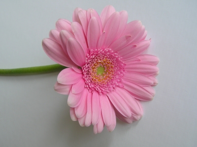Blume 1