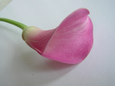 Blume 4