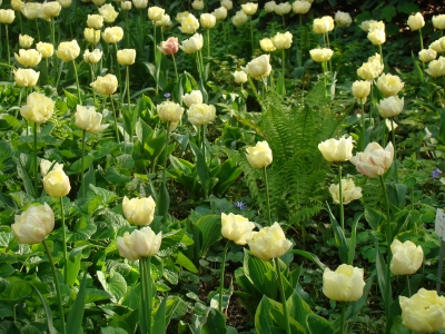 Tulpenwiese in gelb