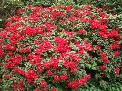 "Bunter Garten" in MG _5_Rhododendron