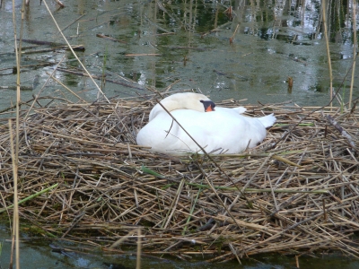 Schwan auf dem Nest