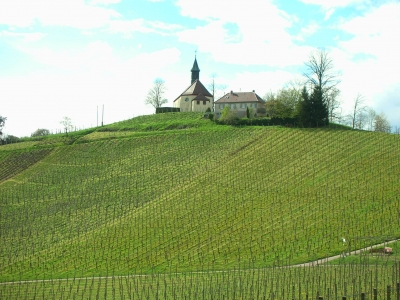 Kapelle mit Weinbergen