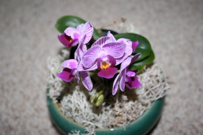 Mini- Phalenopsis