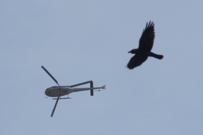 Hubschrauber & Vogel
