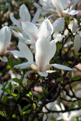 Magnolien weiß 2