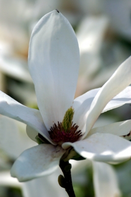 Magnolien weiß 3