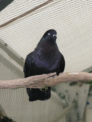 Schwarze Taube 1
