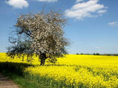 Blühender Baum  im Rapsfeld