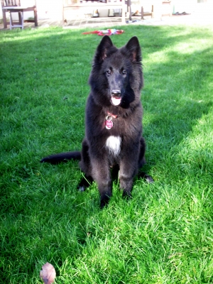 Belgischer Schäferhund im grünen Gras