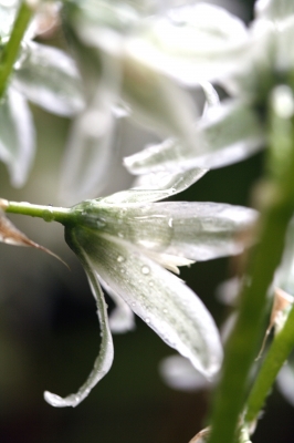 Nach dem Regen II