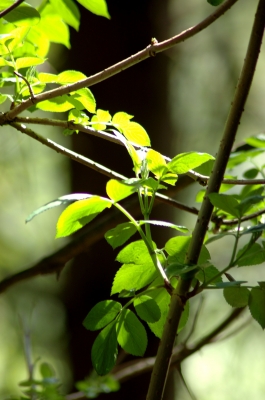 Licht und Schatten