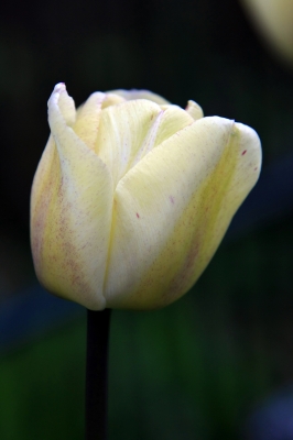 tricolor Tulpe